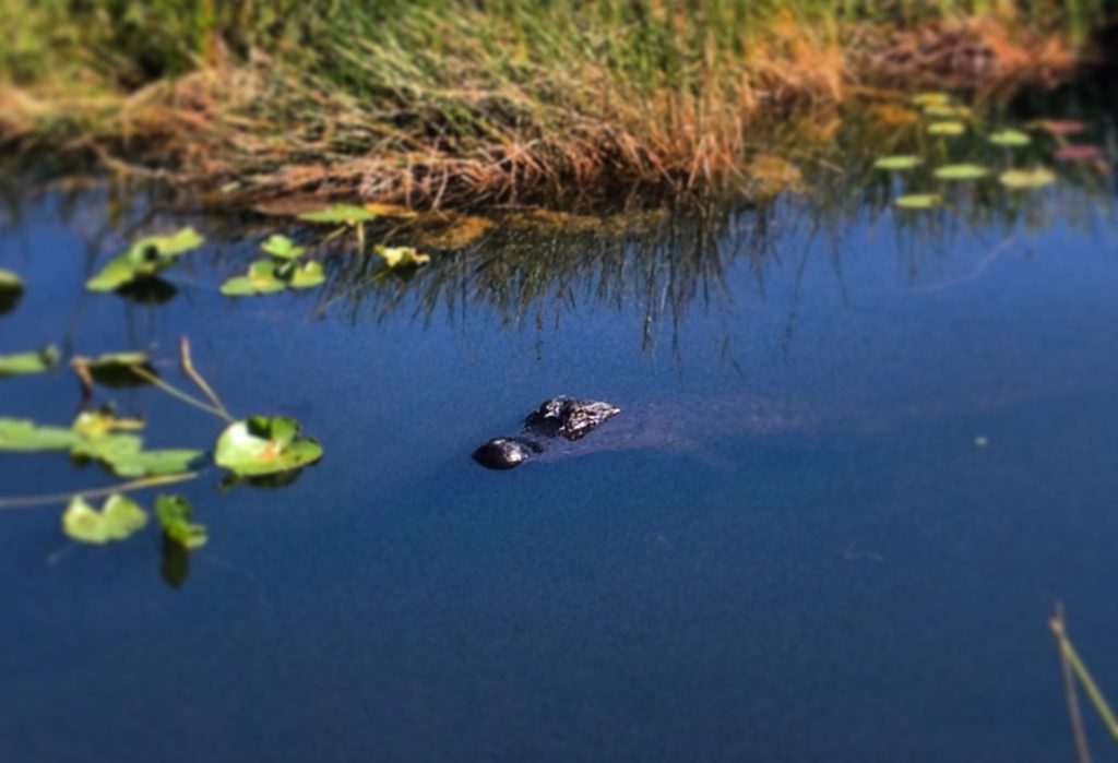 Everglades National Park