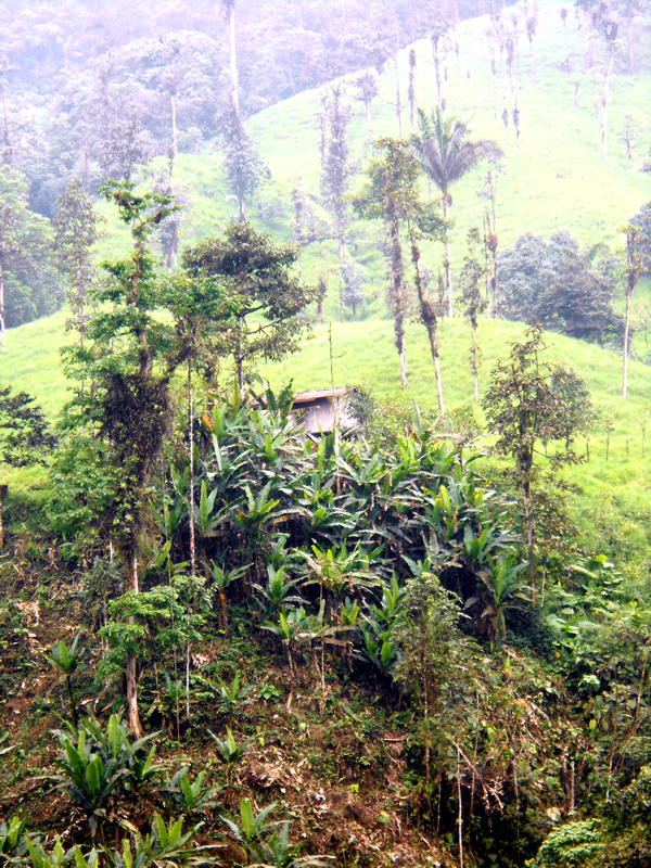 Outside Santo Domingo, Ecuador