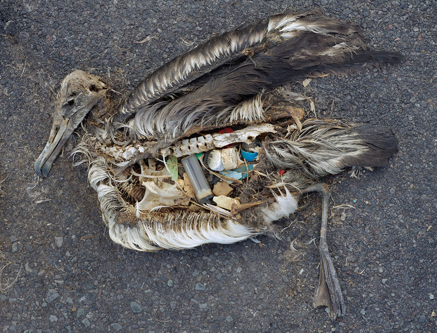 Photographer Chris Jordan's Trip to Midway Island