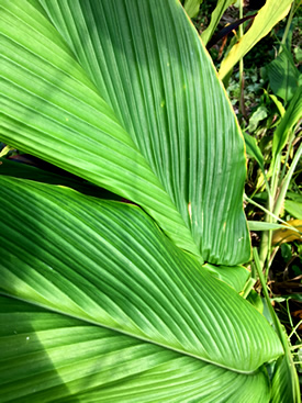 Turmeric leaves