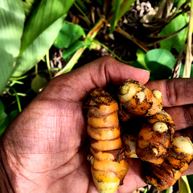 Turmeric after harvest